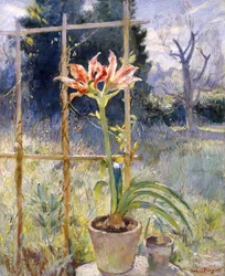 Amaryllis
